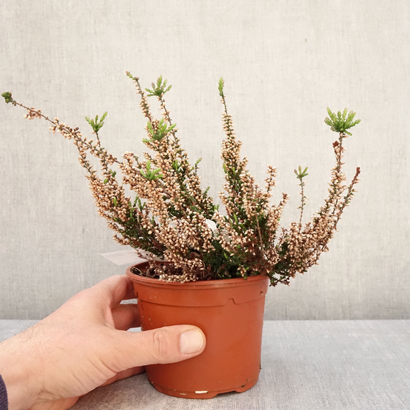 Calluna vulgaris Garden Girls Athene - Heather 1L/1.5L pot sample as delivered in spring