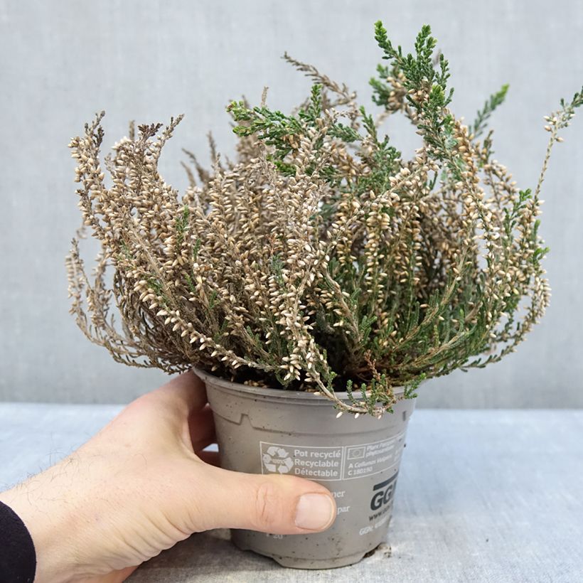Calluna vulgaris Bettina - Heather 1L/1.5L pot sample as delivered in winter