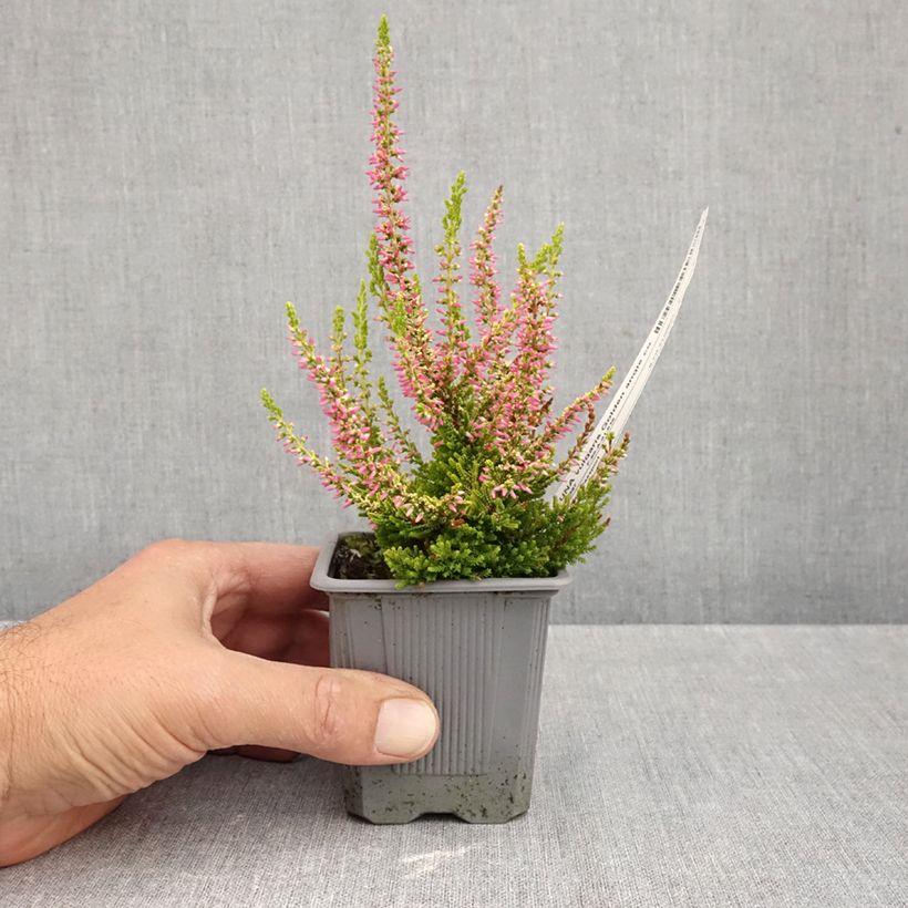 Calluna vulgaris Golden Angie - Heather 8/9 cm pot sample as delivered in autumn