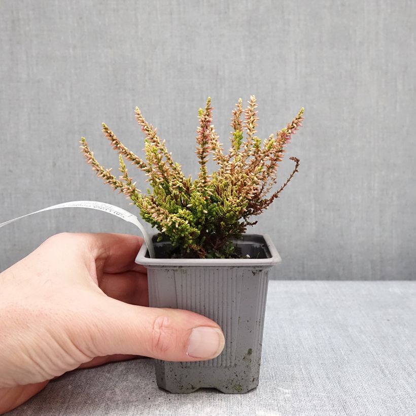 Calluna vulgaris Golden Angie - Heather 8/9 cm pot sample as delivered in winter