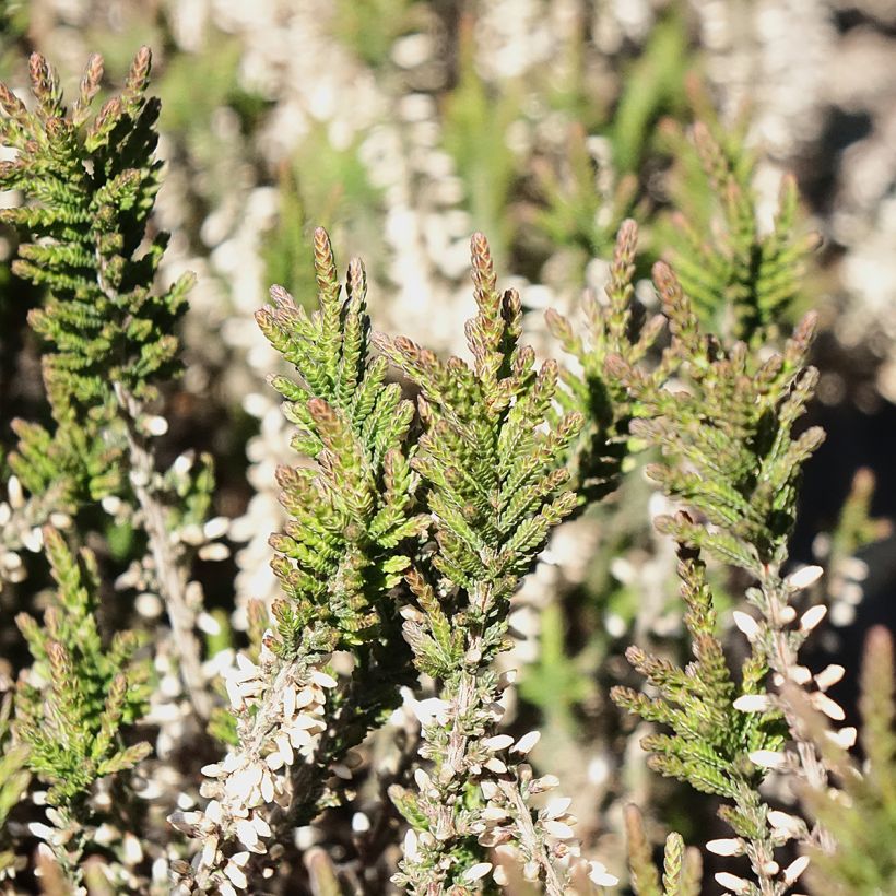 Calluna vulgaris Garden Girls Lilli - Heather (Foliage)