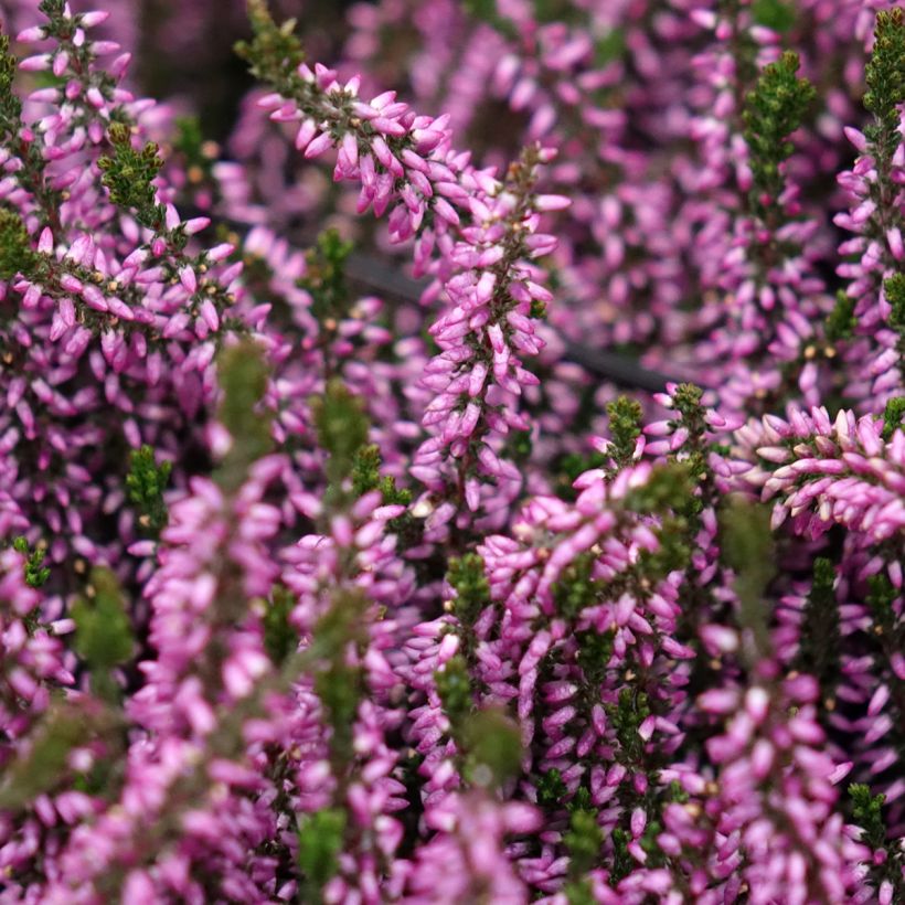 Calluna vulgaris Garden Girls Lilli - Heather (Flowering)