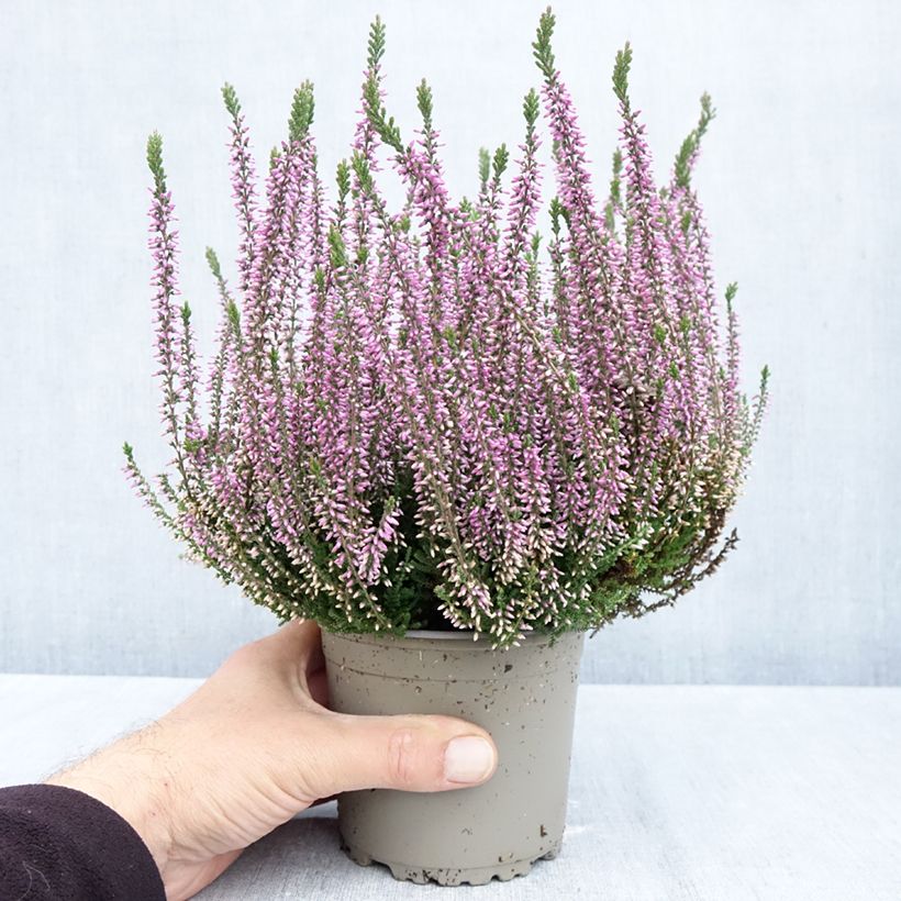 Calluna vulgaris Garden Girls Lilli - Heather 1L/1.5L pot sample as delivered in autumn