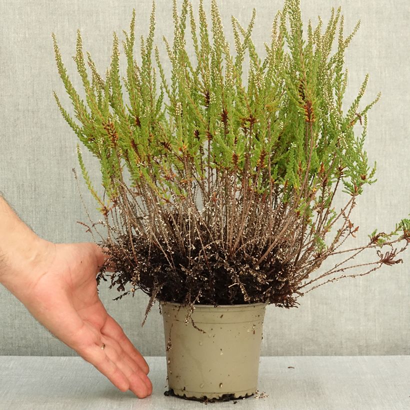 Bruyère d'été - Calluna Garden Girls Lilli Pot de 1L/1,5L sample as delivered in summer