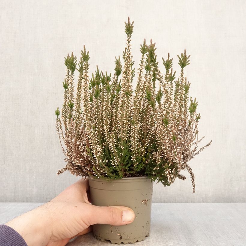 Calluna vulgaris Garden Girls Lilli - Heather 1L/1.5L pot sample as delivered in spring