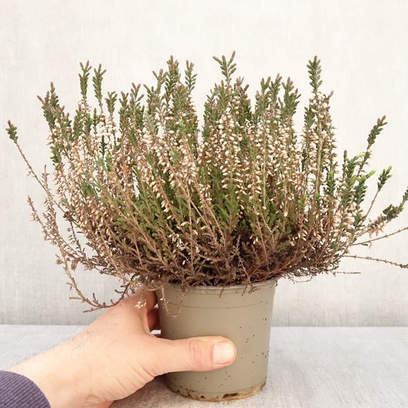 Calluna vulgaris Garden Girls Lisbeth - Heather 1L/1.5L pot sample as delivered in spring