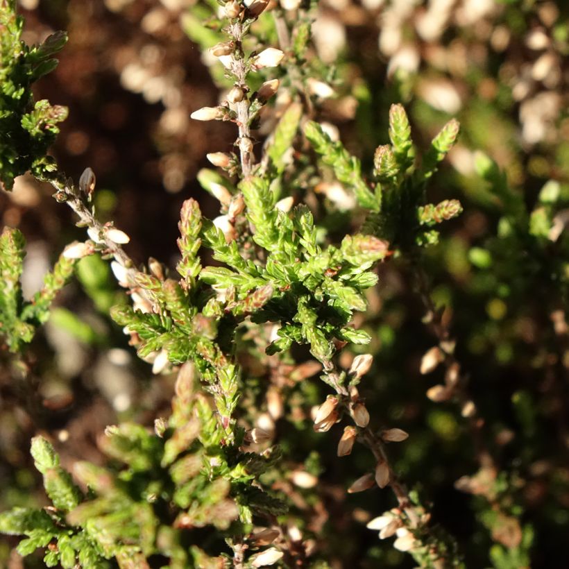 Calluna vulgaris Garden Girls Martina - Heather (Foliage)