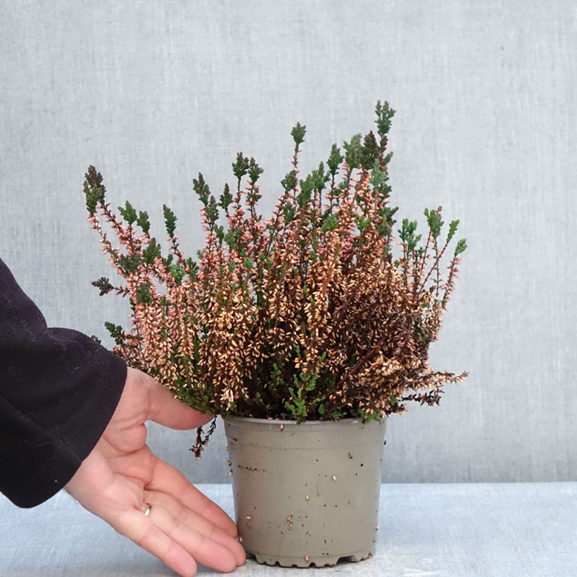 Calluna vulgaris Garden Girls Martina - Heather 1L/1.5L pot sample as delivered in winter