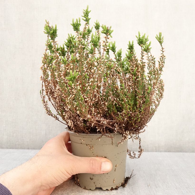 Calluna vulgaris Garden Girls Martina - Heather 1L/1.5L pot sample as delivered in spring