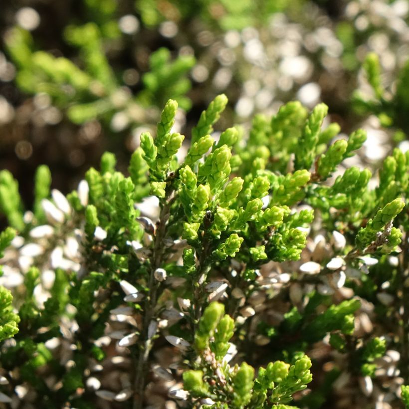 Calluna vulgaris Garden Girls Pink Angie - Heather (Foliage)