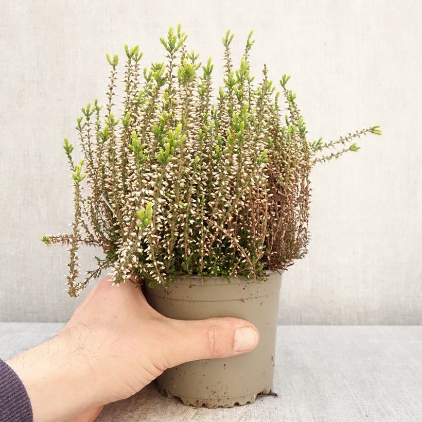Calluna vulgaris Garden Girls Pink Angie - Heather 1L/1.5L pot sample as delivered in spring