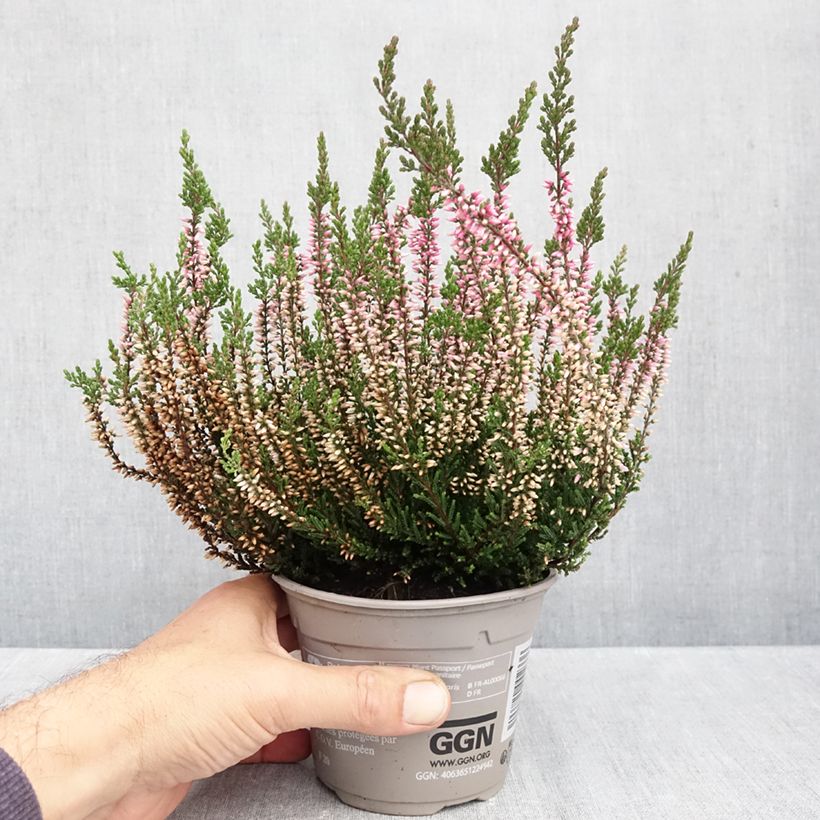 Calluna vulgaris Pink Bettina - Heather 1L/1.5L pot sample as delivered in autumn