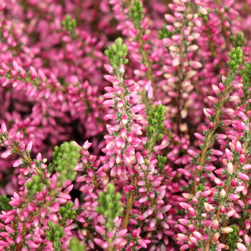 Calluna vulgaris Garden Girls Rosita - Heather (Flowering)