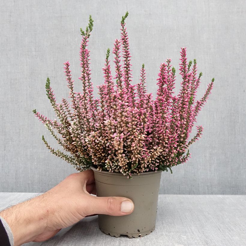 Calluna vulgaris Garden Girls Rosita - Heather 1L/1.5L pot sample as delivered in autumn