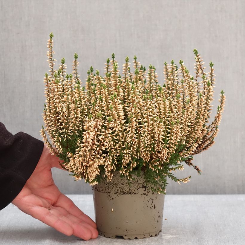 Calluna vulgaris Garden Girls Rosita - Heather 1L/1.5L pot sample as delivered in winter