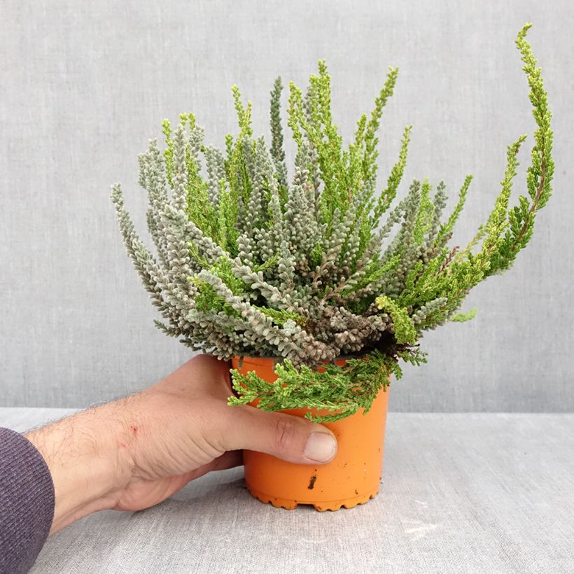 Calluna vulgaris Garden Girls Sunset Fire - Heather 1L/1.5L pot sample as delivered in autumn