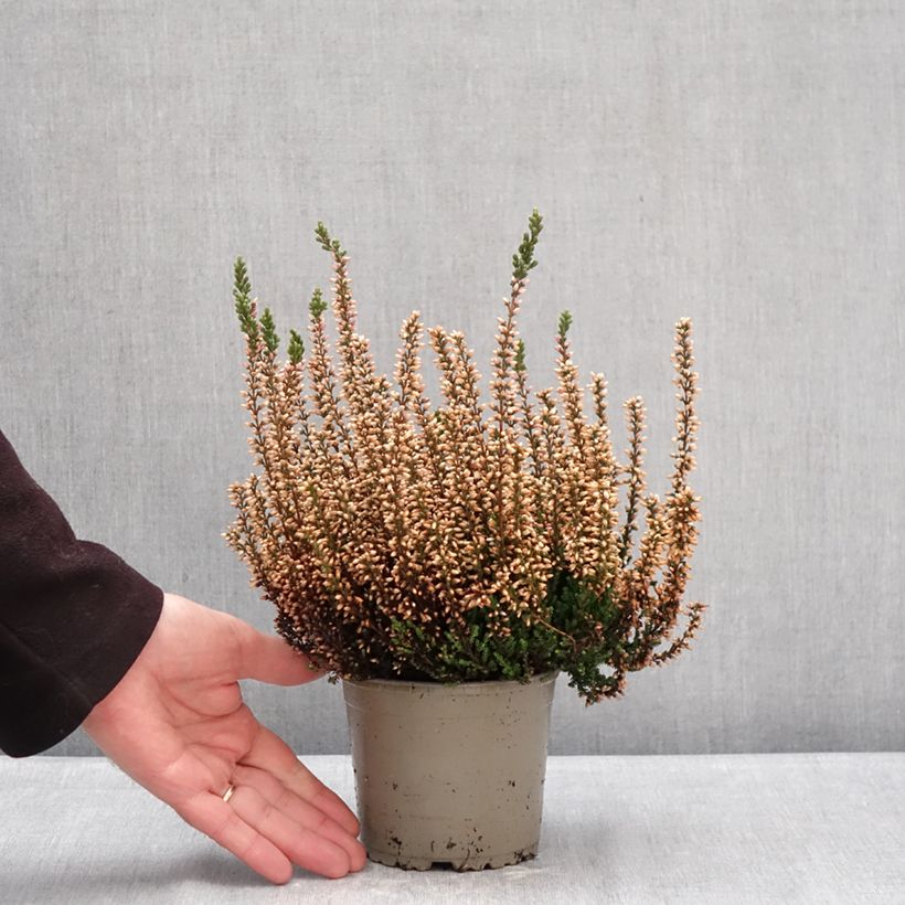 Calluna vulgaris Garden Girls Zelia - Heather 1L/1.5L pot sample as delivered in winter