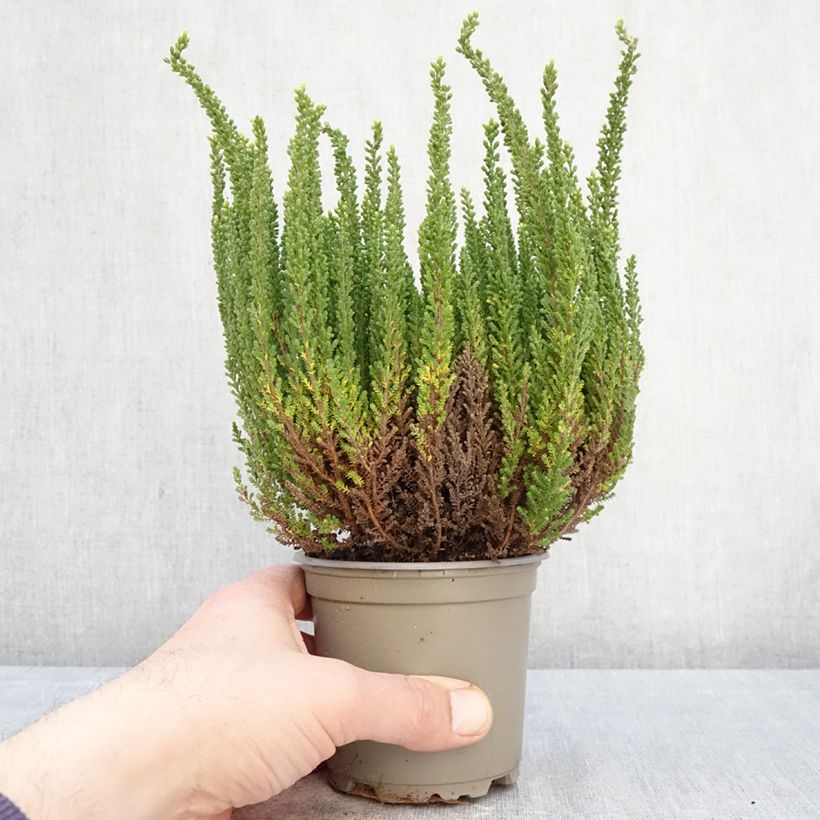 Calluna vulgaris Garden Girls Zelia - Heather 1L/1.5L pot sample as delivered in spring