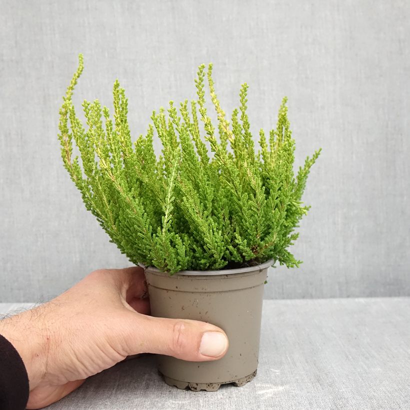 Calluna vulgaris Garden Girls Zeta - Heather 1L/1.5L pot sample as delivered in autumn