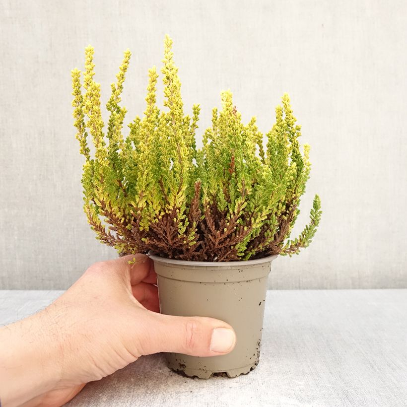 Calluna vulgaris Garden Girls Zeta - Heather 1L/1.5L pot sample as delivered in spring