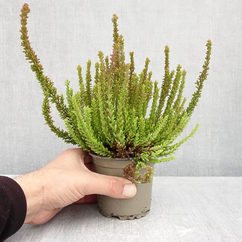 Calluna vulgaris Garden Girls Zorina - Heather 1L/1.5L pot sample as delivered in autumn