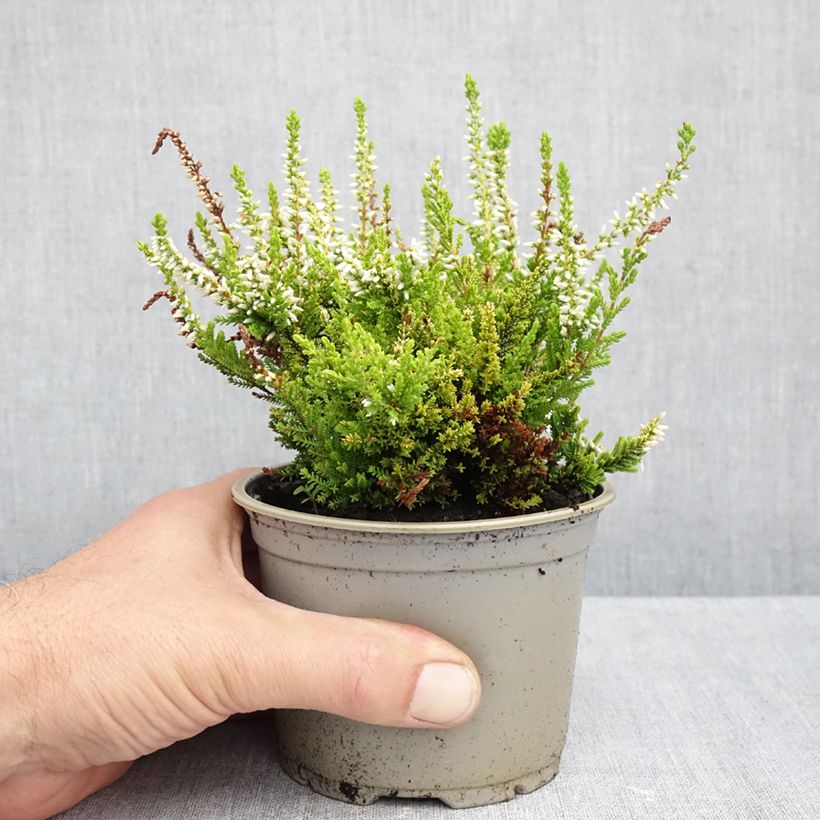 Calluna vulgaris Anouk - Heather 12cm pot sample as delivered in autumn