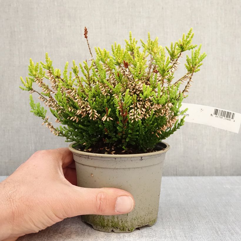 Calluna vulgaris Anouk - Heather 12cm pot sample as delivered in spring