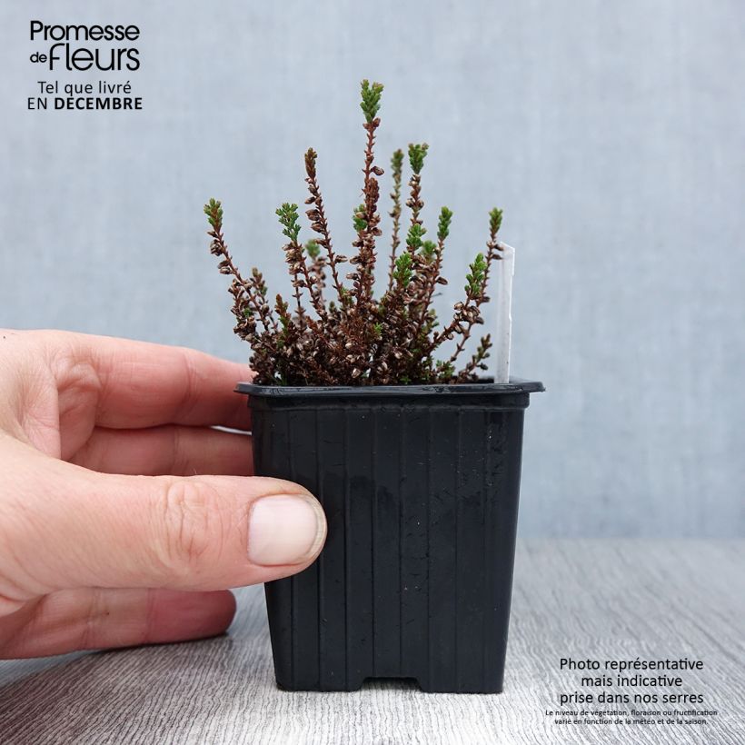 Calluna vulgaris Dark Beauty - Heather 8/9 cm pot sample as delivered in winter