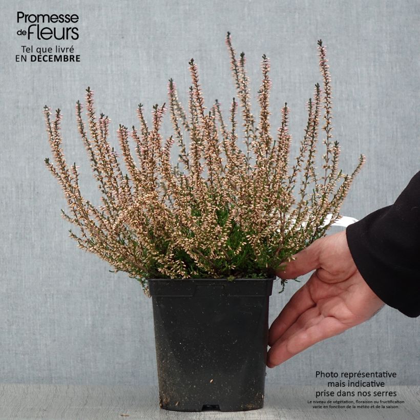 Calluna vulgaris Marleen - Heather 2L/3L pot sample as delivered in winter