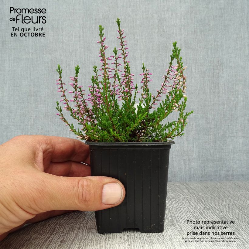 Calluna vulgaris Marlies - Heather 8/9 cm pot sample as delivered in autumn
