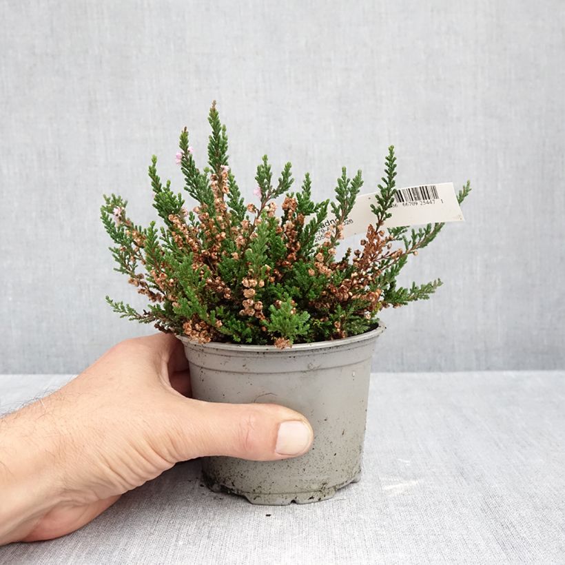 Bruyère d'été - Calluna vulgaris Radnor Pot de 12 cm / 13 cm sample as delivered in autumn