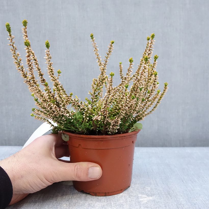 Calluna vulgaris Sandy - Heather 1L/1.5L pot sample as delivered in winter