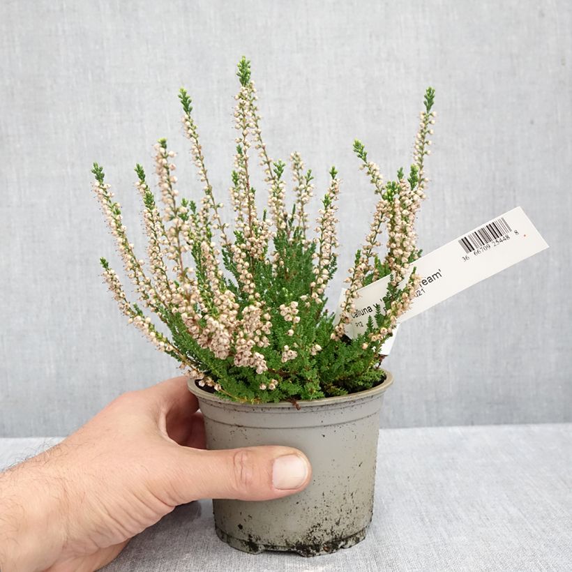 Calluna vulgaris Spring Cream - Heather 12cm pot sample as delivered in autumn