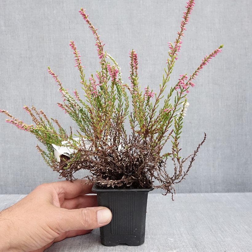 Calluna vulgaris Garden Girls Theresa - Heather 8/9 cm pot sample as delivered in autumn