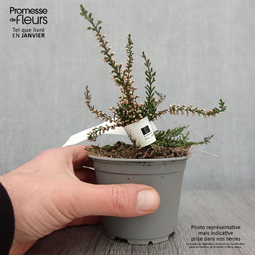 Calluna vulgaris Tib - Heather 12cm pot sample as delivered in winter