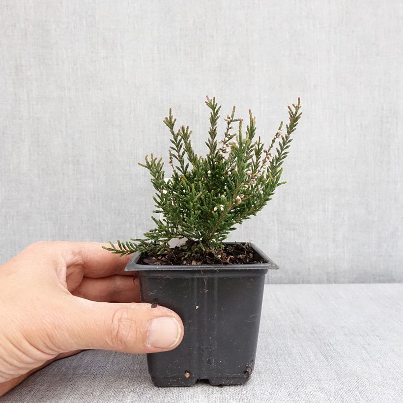 Calluna vulgaris Tib - Heather 12cm pot sample as delivered in spring