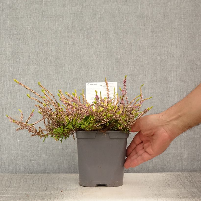 Calluna vulgaris Wickwar Flame - Heather 2L/3L pot sample as delivered in summer