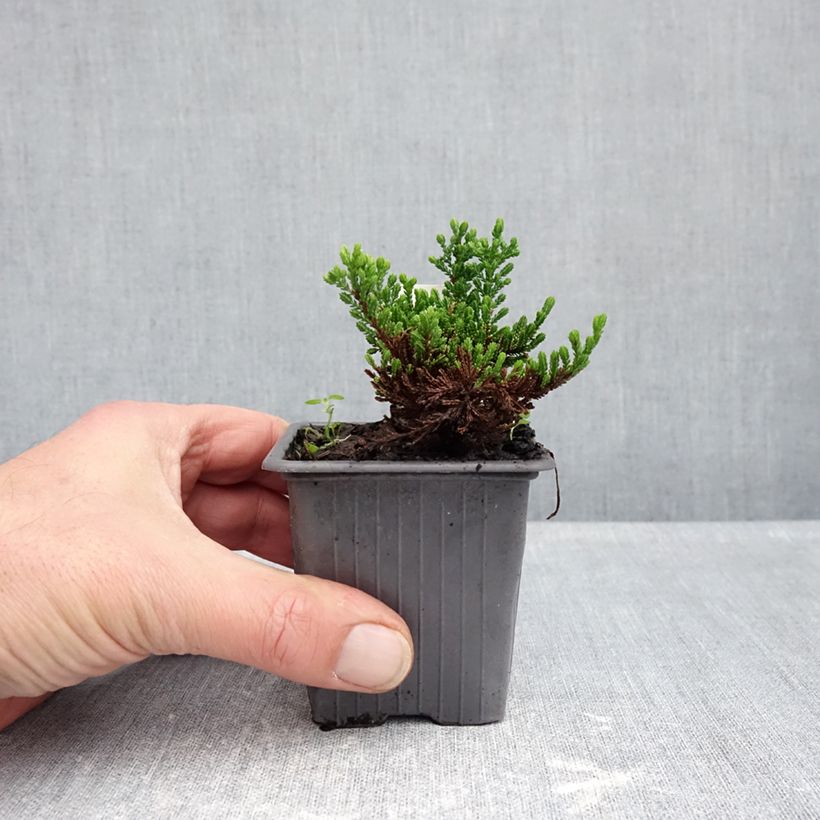 Calluna vulgaris Winter Chocolate - Heather 8/9 cm pot sample as delivered in autumn