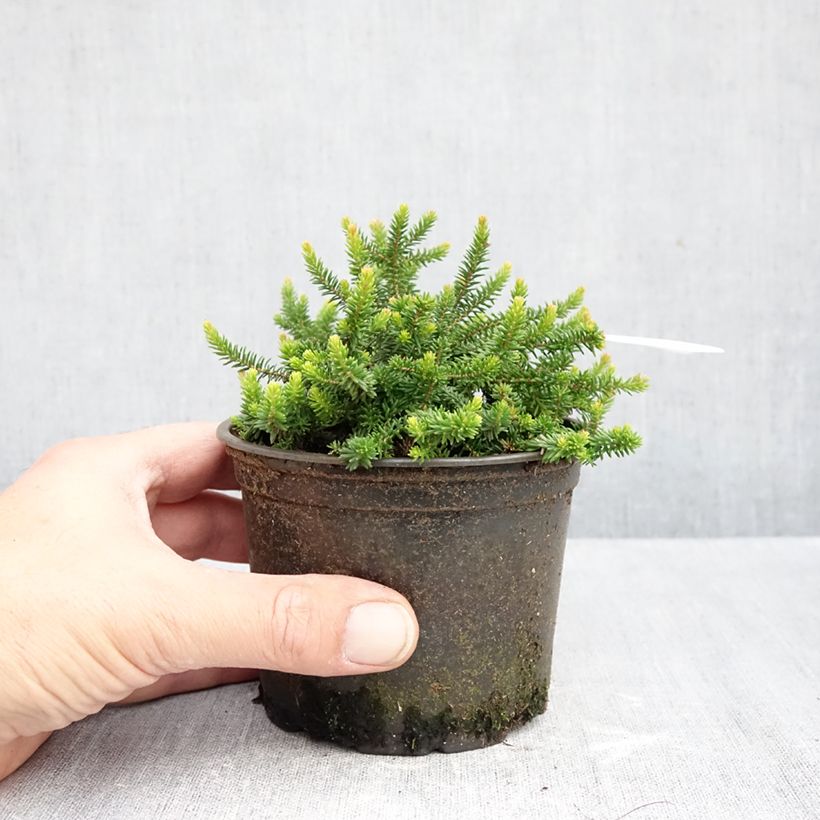 Erica williamsii P.D. Williams - Heath 12cm pot sample as delivered in autumn