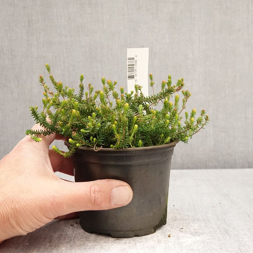 Erica williamsii P.D. Williams - Heath 12cm pot sample as delivered in spring