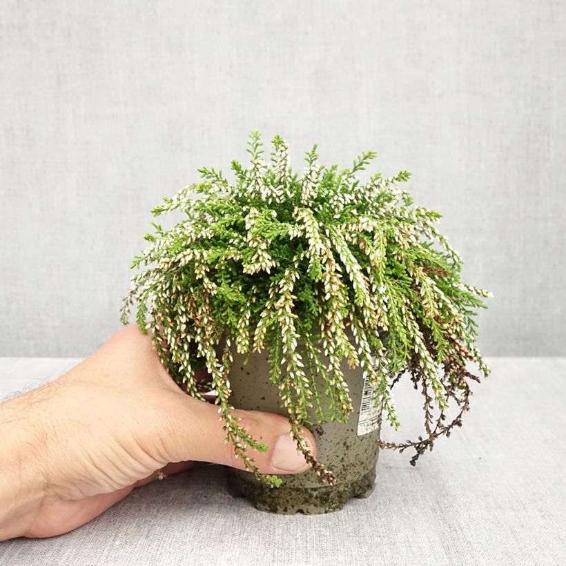 Calluna vulgaris Rasta Girls Maite - Heather 12cm pot sample as delivered in autumn