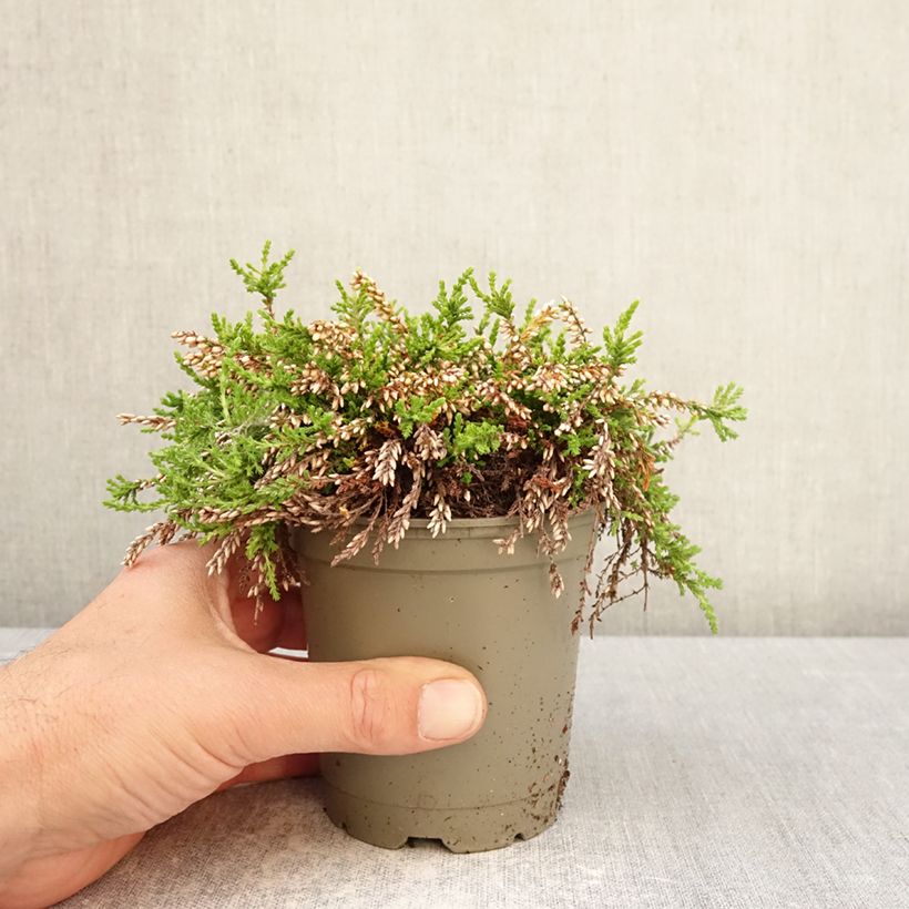 Calluna vulgaris Rasta Girls Maite - Heather 12cm pot sample as delivered in spring