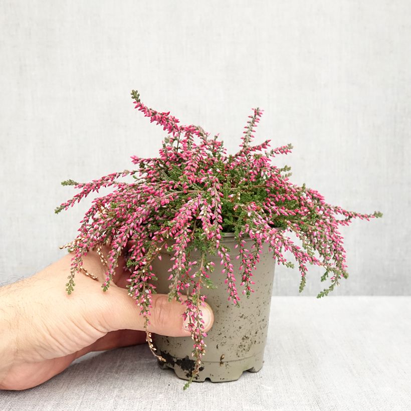Calluna vulgaris Rasta Girls Rote Janina - Heather 12cm pot sample as delivered in autumn
