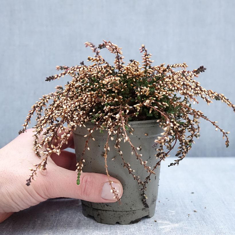 Calluna vulgaris Rasta Girls Rote Janina - Heather 12cm pot sample as delivered in winter