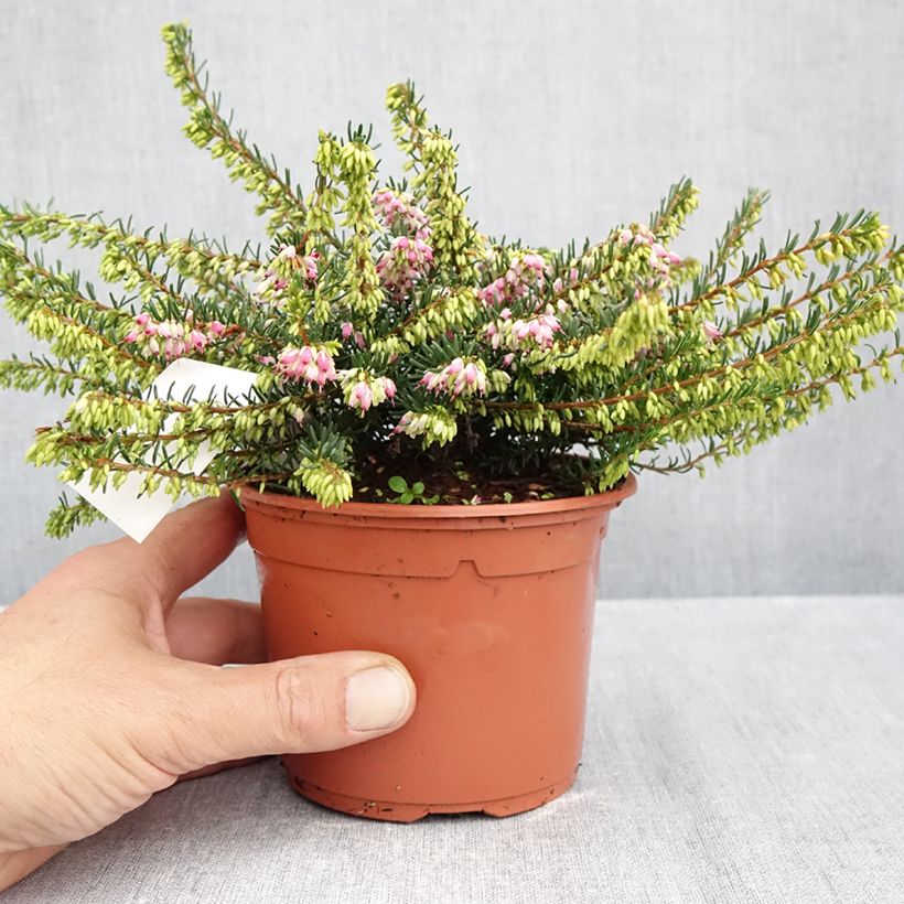 Erica darleyensis Ghost Hills - Winter Heath 10cm/11cm pot sample as delivered in autumn