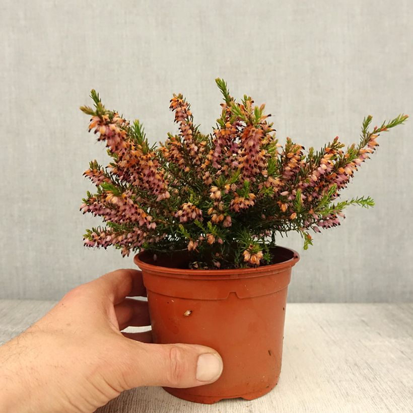Erica x darleyensis J.W. Porter - Winter Heath 1L/1.5L pot sample as delivered in spring