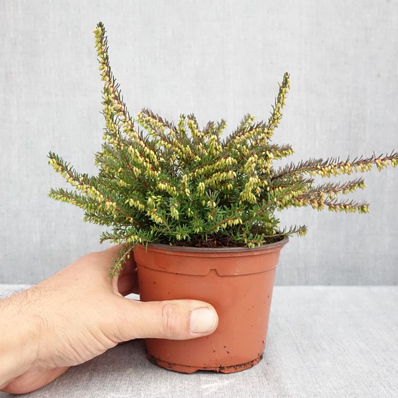 Erica darleyensis Kramers Rote - Winter Heath 1L/1.5L pot sample as delivered in autumn