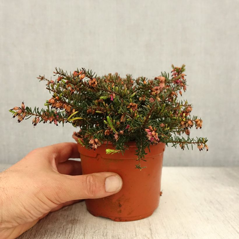 Erica darleyensis Kramers Rote - Winter Heath 1L/1.5L pot sample as delivered in spring