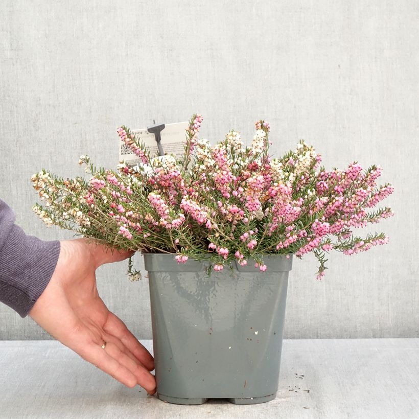 Erica darleyensis Trio - Winter Heath 3L/4L pot sample as delivered in spring