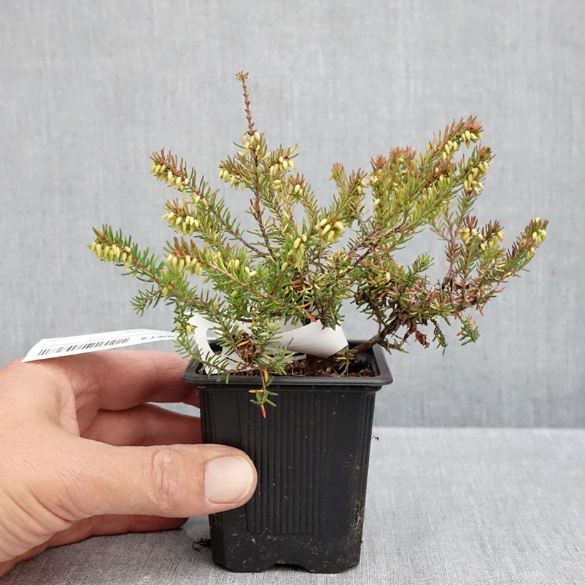 Erica darleyensis Winter Belles Tylou - Winter Heath 8/9 cm pot sample as delivered in autumn